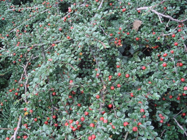 Cotoneaster horizontalis fruit